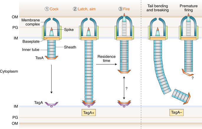 Tagging the type VI secretion system | Nature Microbiology