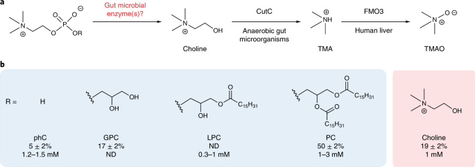 Gut Bacterial Phospholipase Ds Support Disease Associated Metabolism By Generating Choline Nature Microbiology
