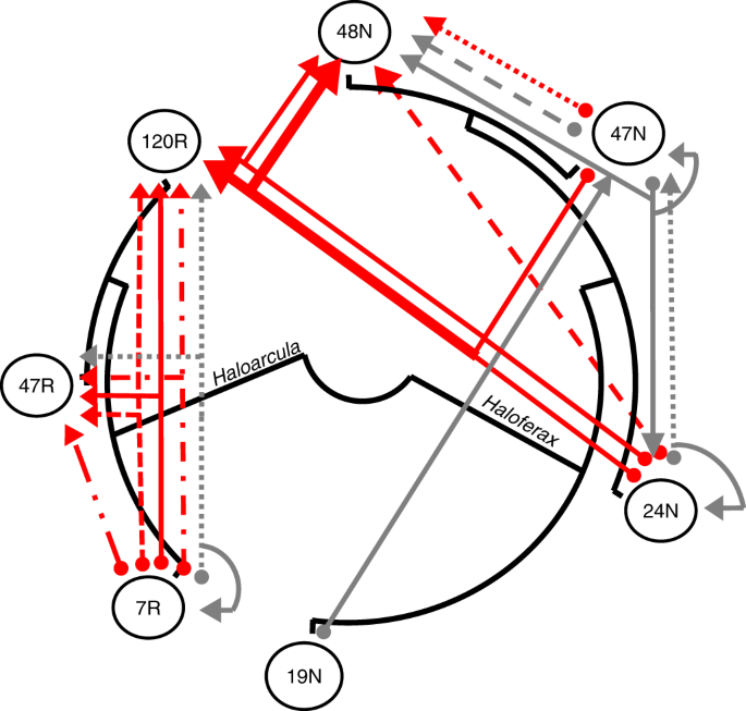 Pervasive acquisition of crispr memory driven by inter-species mating of archaea can limit gene transfer and influence speciation