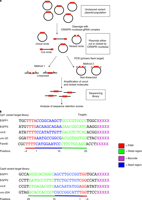 Target Dependent Nickase Activities Of The Crispr Cas Nucleases Cpf1 And Cas9 Nature Microbiology Target Dependent Nickase Activities Of The Crispr Cas Nucleases Cpf1 And Cas9 Nature Microbiology