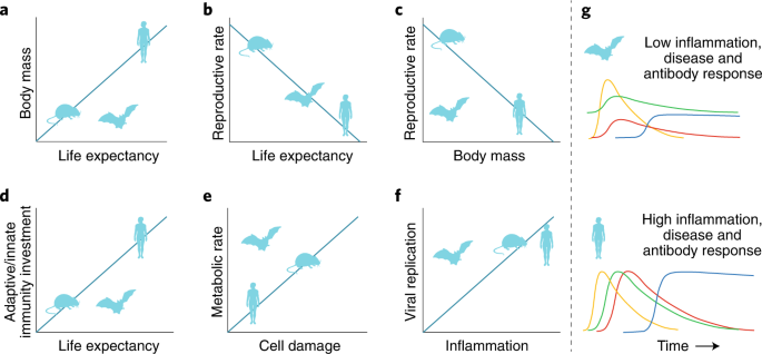 Bat tolerance to viral infections