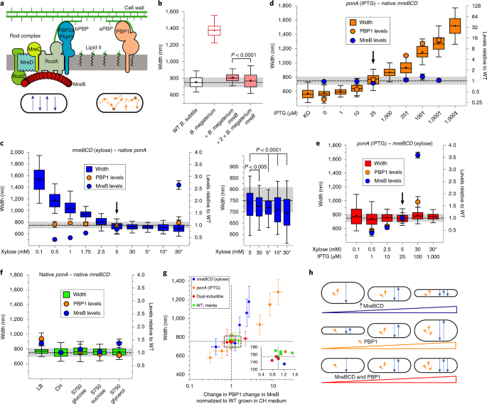 Bacillus Subtilis Cell Diameter Is Determined By The Opposing Actions Of Two Distinct Cell Wall Synthetic Systems Nature Microbiology