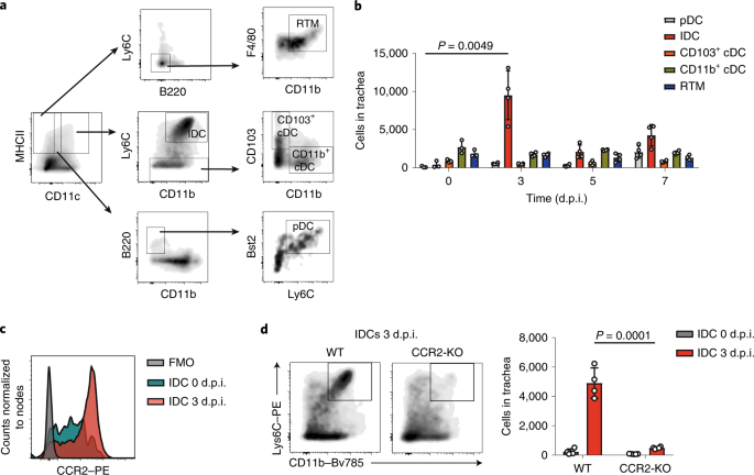Protection against influenza infection requires early recognition by inflammatory dendritic cells through C-type lectin receptor SIGN-R1