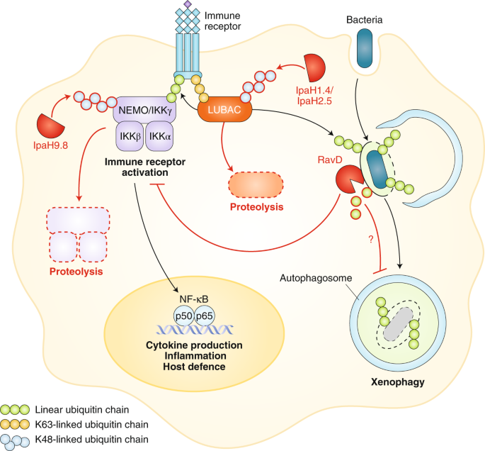 Legionella dismantles linear ubiquitin