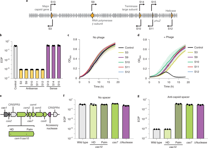 Jumbophage PCH45 evades type I, but not type III, CRISPR-Cas immunity.