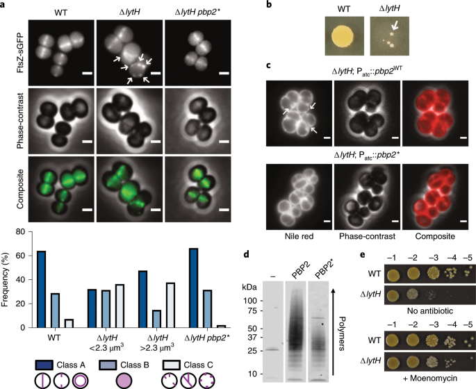 Staphylococcus aureus cell growth and division are regulated by an amidase  that trims peptides from uncrosslinked peptidoglycan