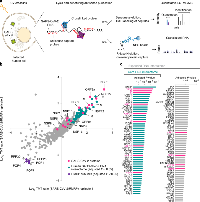 The Sars Cov 2 Rna Protein Interactome In Infected Human Cells Nature Microbiology