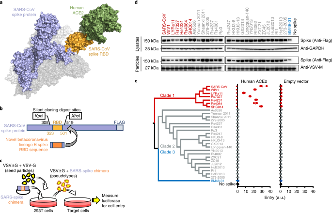 Functional Assessment Of Cell Entry And Receptor Usage For Sars Cov 2 And Other Lineage B Betacoronaviruses Nature Microbiology