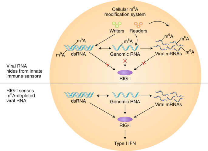 Viral Rna In An M6a Disguise Nature Microbiology Viral Rna In An M6a Disguise Nature Microbiology