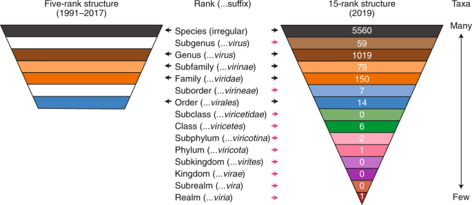 The New Scope Of Virus Taxonomy Partitioning The Virosphere Into 15 Hierarchical Ranks Nature Microbiology