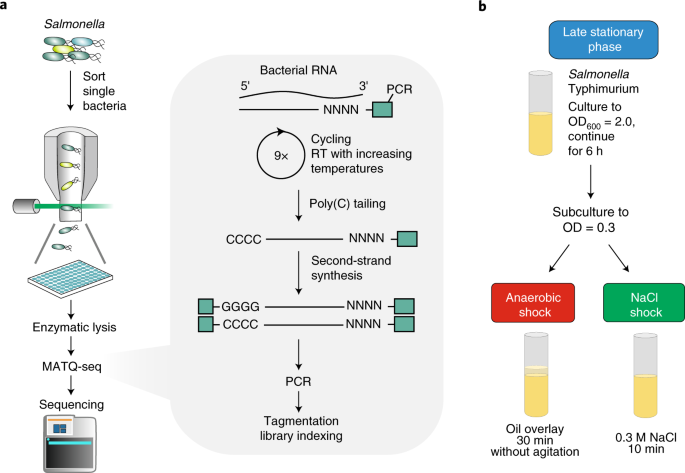 Single-cell RNA-sequencing reports growth-condition-specific global  transcriptomes of individual bacteria | Nature Microbiology