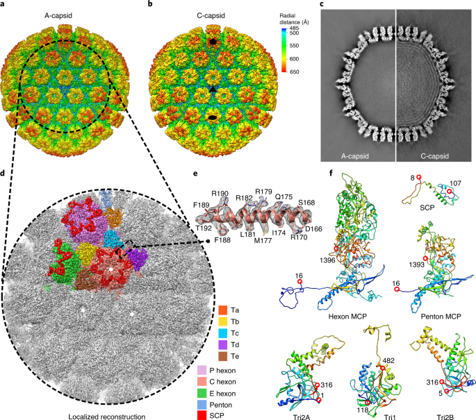 herpes zoster virus microscope