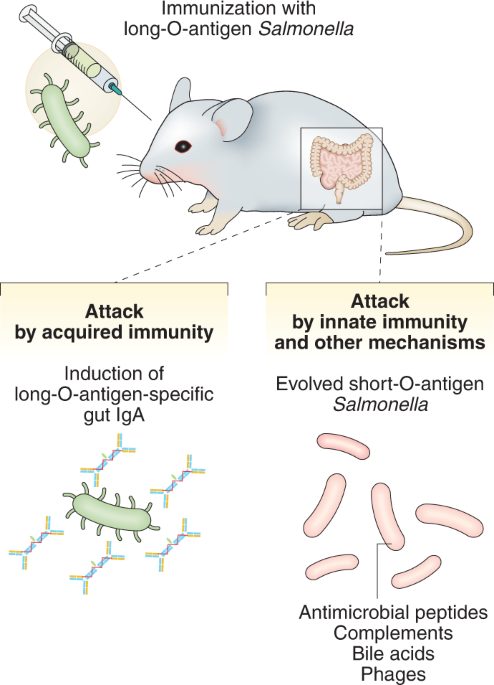 Gut Iga Puts Pathogens Under Pressure Nature Microbiology