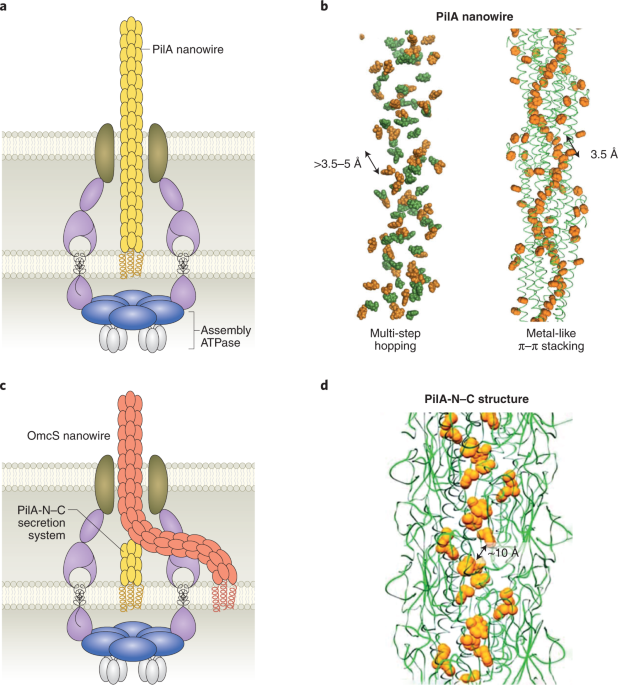 Pili for nanowires | Nature Microbiology