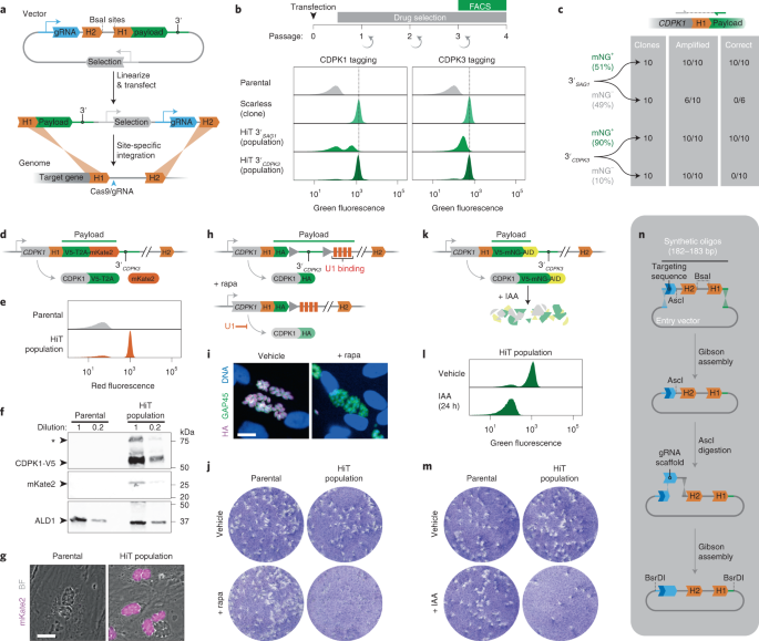 Screening the Toxoplasma kinome with high-throughput tagging identifies a  regulator of invasion and egress | Nature Microbiology