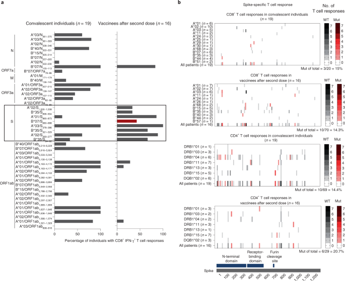 SARS-CoV-2-specific T-cell epitope repertoire in convalescent and mRNA-vaccinated individuals – Nature.com