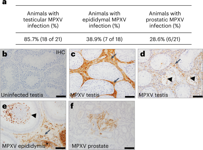Retrospective detection of monkeypox virus in the testes of nonhuman primate survivors