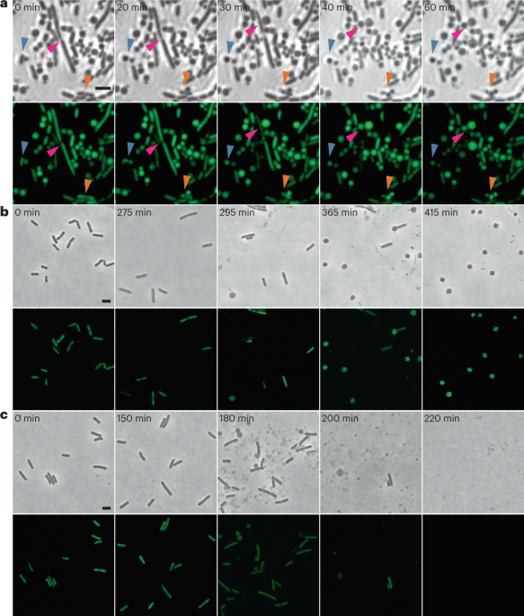 https://media.springernature.com/m685/springer-static/image/art%3A10.1038%2Fs41564-022-01317-3/MediaObjects/41564_2022_1317_Fig1_HTML.png