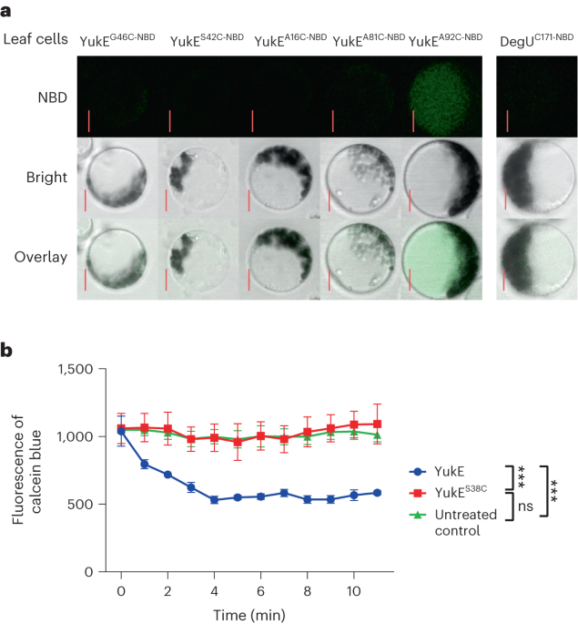 Plant roots temporarily leak iron to promote colonization by beneficial rhizobacterium