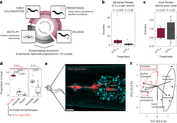 Bacterial c-di-gmp has a key role in establishing host–microbe symbiosis