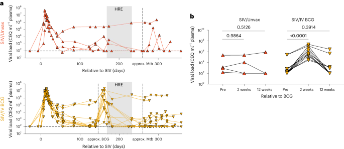 Intravenous Bacille Calmette–Guérin vaccination protects simian immunodeficiency virus-infected macaques from tuberculosis