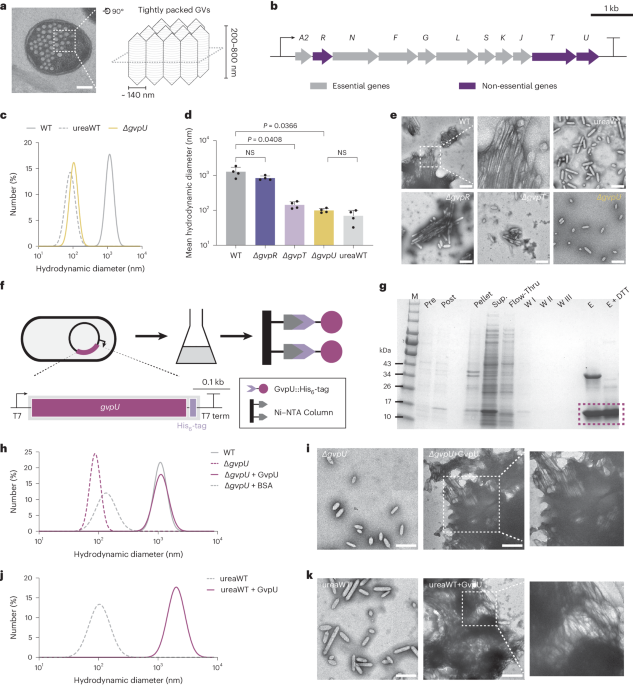 Phase transition of gvpu regulates gas vesicle clustering in bacteria