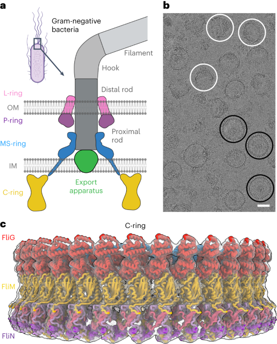 Bacterial chemotaxis requires bidirectional flagellar rotation at different rates. Rotation is driven by a flagellar motor, which is a supercomplex co
