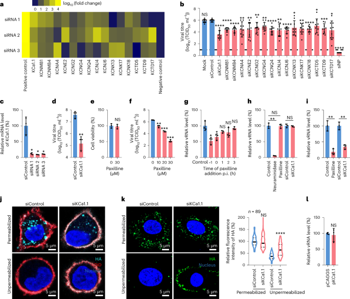 Influenza virus uses mGluR2 as an endocytic receptor to enter cells |  Nature Microbiology