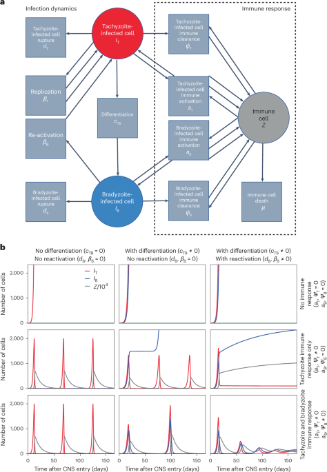 cjc 1295/ipamorelin injection site CJC-1295/Ipamorelin Peptide  Anderson Longevity Clinic 