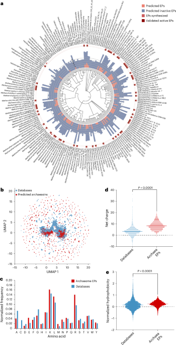 Deep learning reveals antibiotics in the archaeal proteome