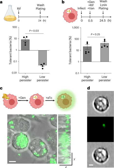 A host-directed adjuvant sensitizes intracellular bacterial persisters to antibiotics