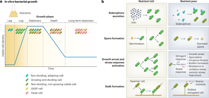 How nutrient starvation impacts the gut microbiome