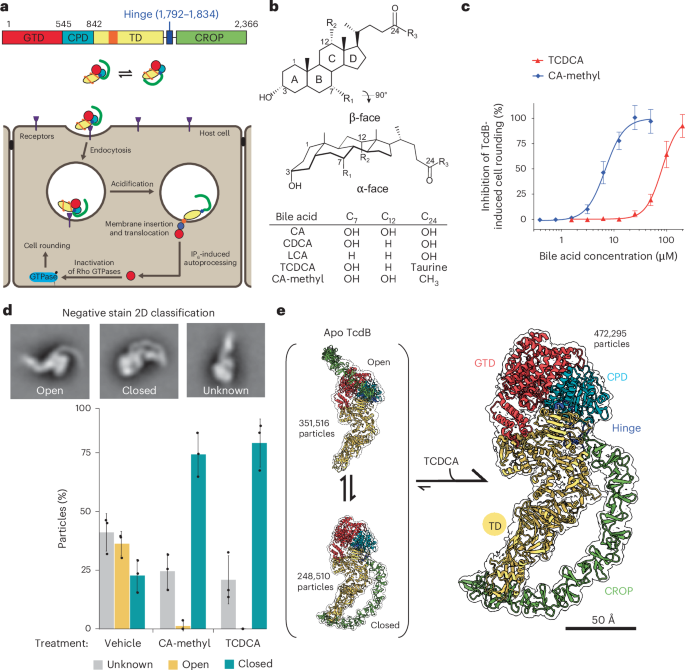 Featured image for Structure-guided design of a synthetic bile acid that inhibits Clostridioides difficile TcdB toxin - Nature