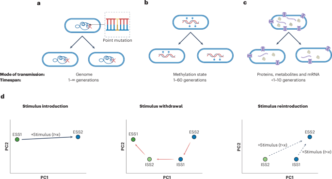 Exploring the concept of bacterial memory Exploring the concept of bacterial memory
