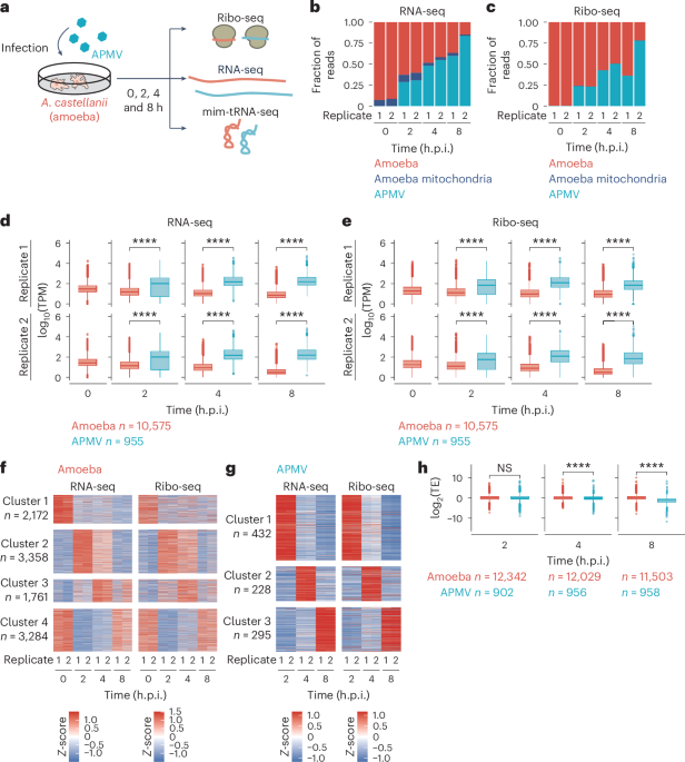 A giant virus forms a specialized subcellular environment within its amoeba host for efficient translation - Nature Microbiology