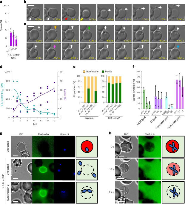 Babesia divergens host cell egress is mediated by essential and druggable kinases and proteases - Nature Microbiology