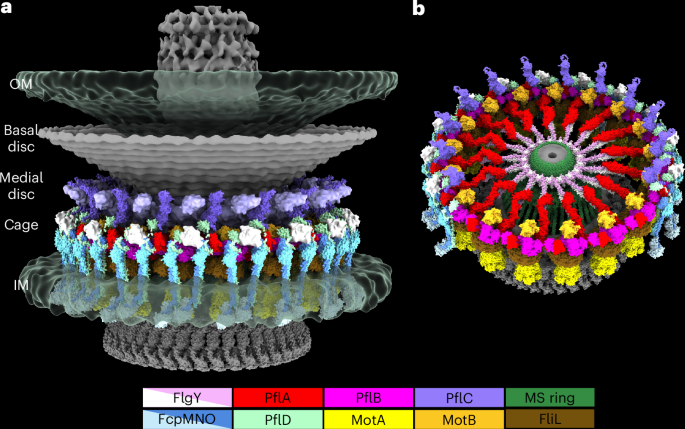 The building blocks of one of the most complex flagellar nanomachines - Nature Microbiology
