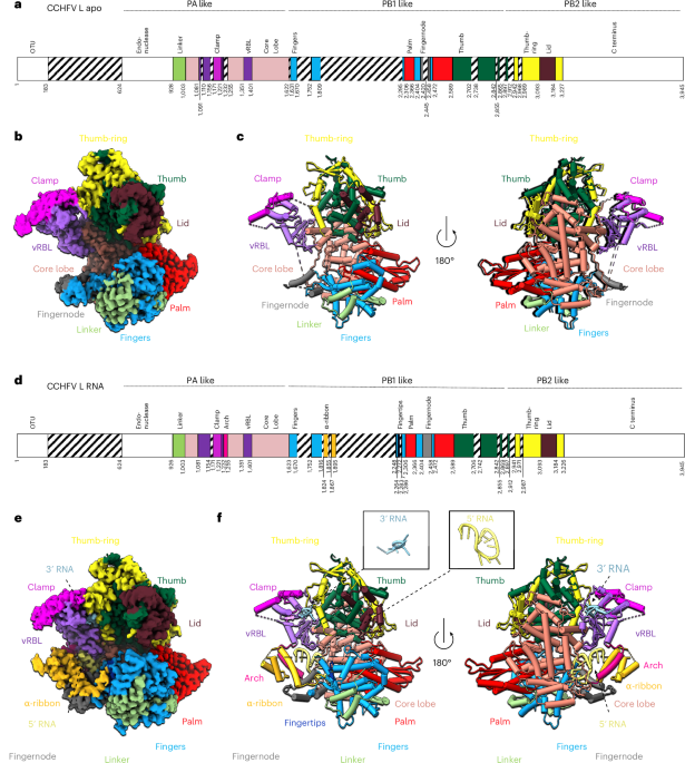 Structure of Crimean-Congo haemorrhagic fever virus RNA polymerase