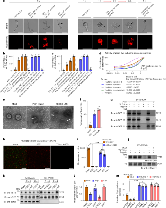 Phytophthora targets plant extracellular vesicles to promote infection |  Nature Microbiology