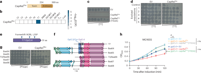 Bacterial cell division protein FtsZ complexes with a phage protein to activate bacterial immunity