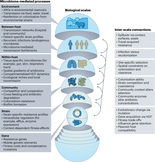 Modelling the role of the microbiome in antimicrobial resistance across scales - Nature Microbiology