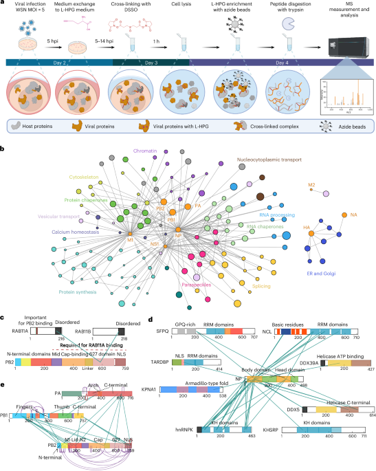 Mapping in-cell protein contact sites reveals hijacking of paraspeckles during influenza A virus infection - Nature