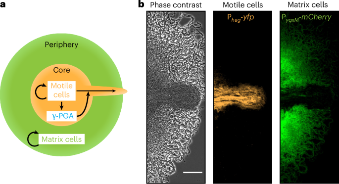 Bacillus subtilis cells can escape biofilms by producing a hydrogel that ejects them - Nature