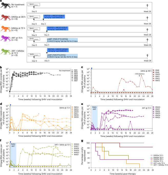 Combination therapy with broadly neutralizing antibodies, antiretroviral therapy and CCR5 blockade limits viral reservoir seeding in infant macaque model of HIV