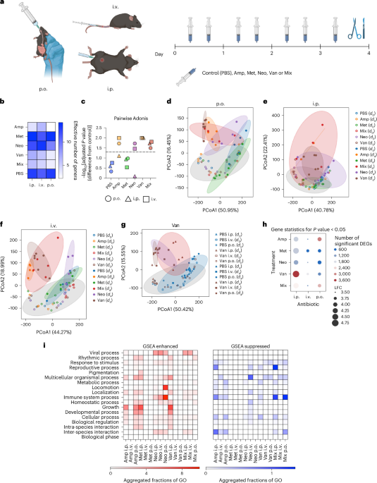 Disentangling microbiota-dependent and -independent impacts of antibiotics on host physiology - Nature image