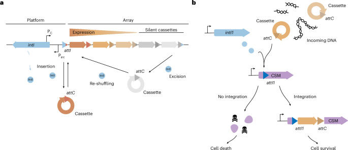 High-throughput recovery of integron cassettes for gene discovery screens - Nature Microbiology