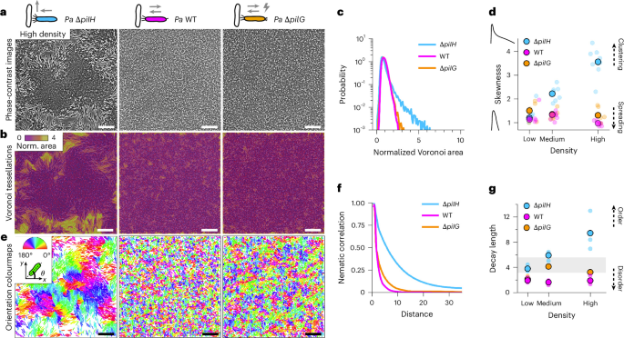 Bacteria regulate collective behaviour by mechanosensing cell–cell collisions - Nature image