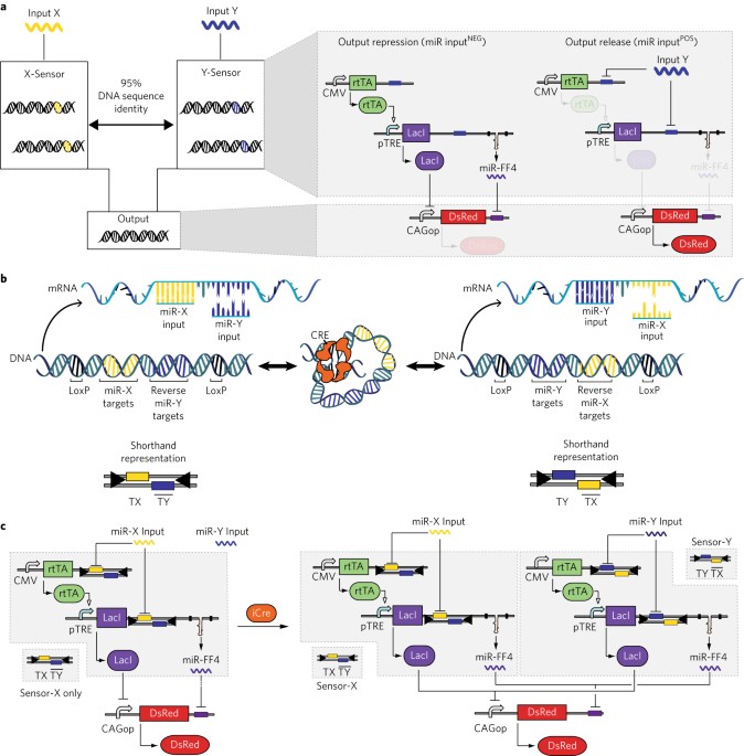 Genetic programs can be compressed and autonomously decompressed in live cells