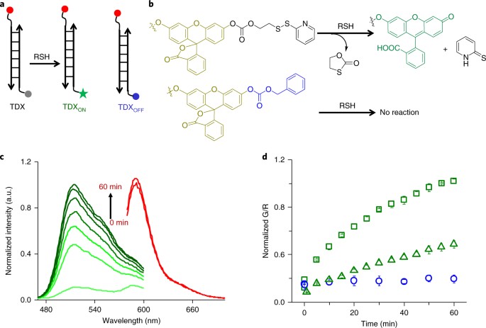 DNA nanodevices map enzymatic activity in organelles