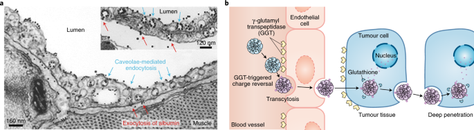Transcellular Transfer Of Nanomedicine Nature Nanotechnology